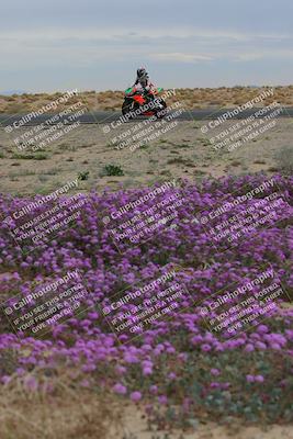 media/Jan-14-2023-SoCal Trackdays (Sat) [[497694156f]]/Turn 14 Exit Bloomig (145pm)/